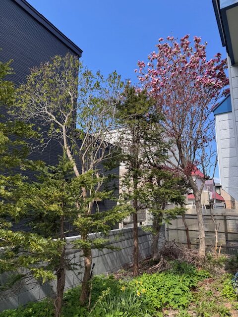 伐採前 ライラック・モミジ・モクレン