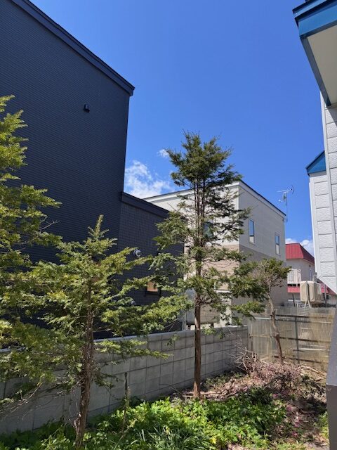 伐採後 ライラック・モミジ・モクレン