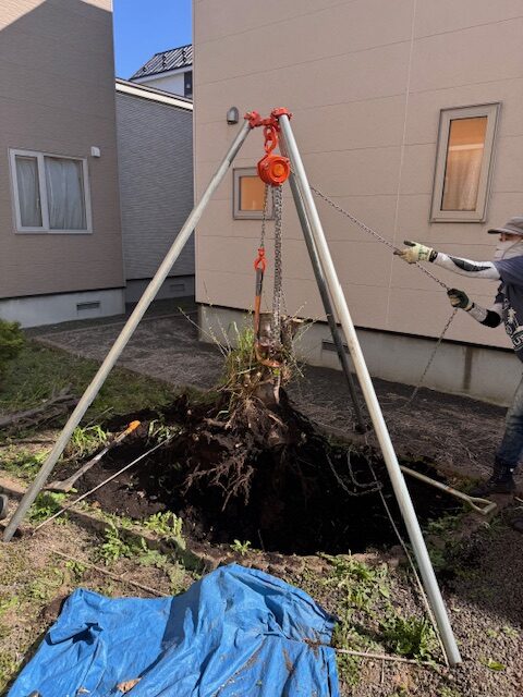 抜根作業中