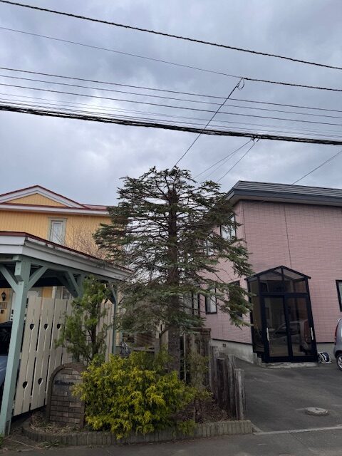 剪定後 トウヒ・コニファー