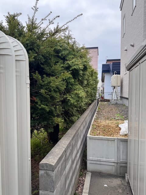 剪定前　ヒバ生垣（裏側）