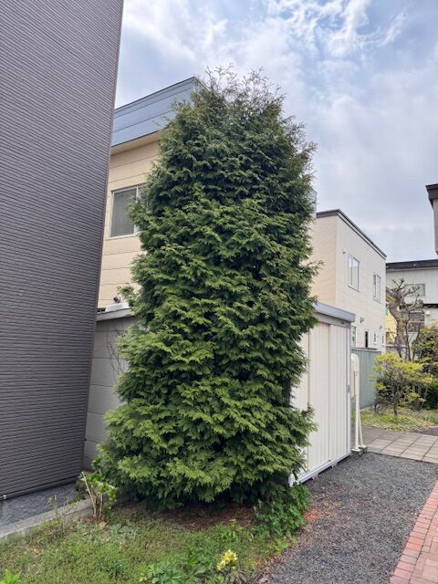 剪定前 ニオイヒバ