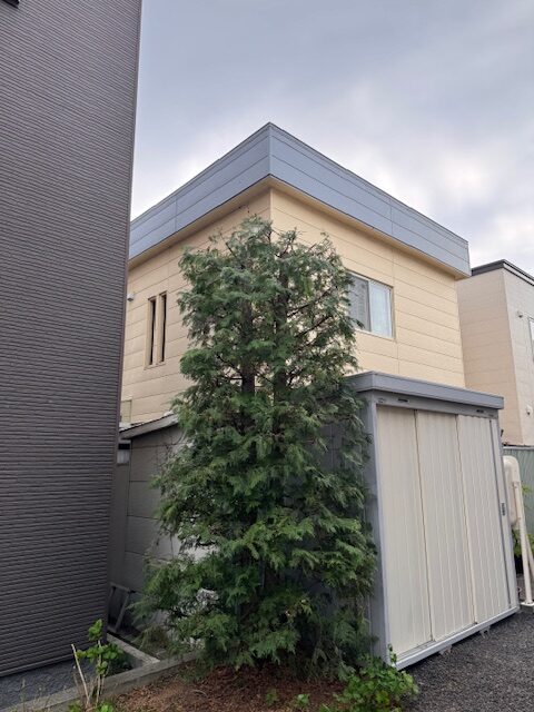 剪定後 ニオイヒバ