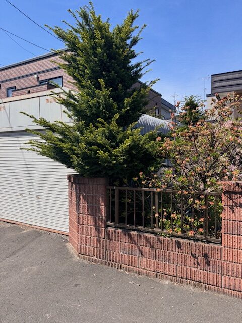 剪定前 イチイ
