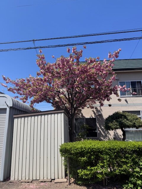 剪定前 八重桜