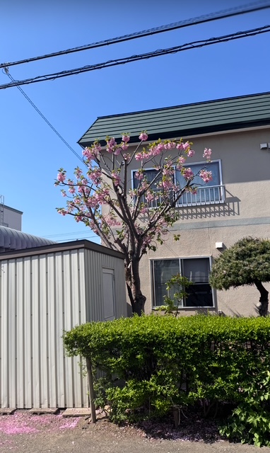 剪定後 八重桜
