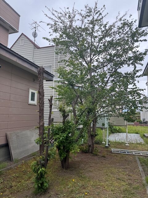 伐採前　プルーン・桜