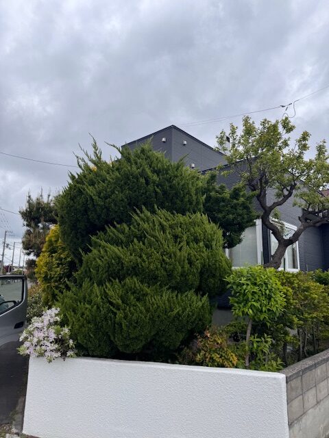 剪定前 カイヅカイブキ