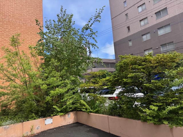 伐採前②