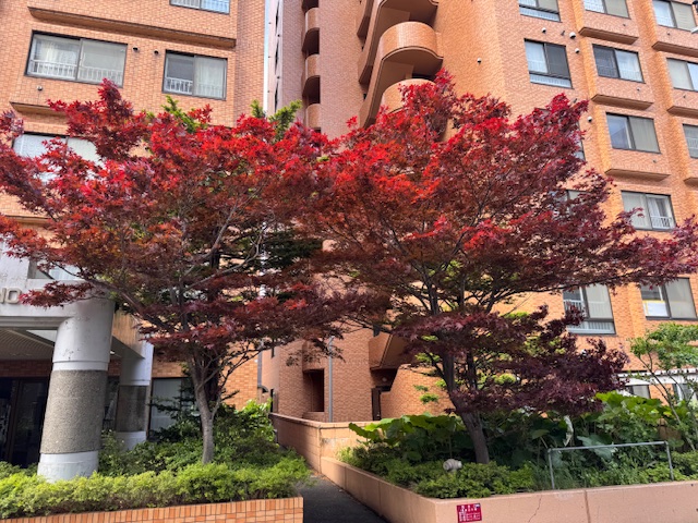 伐採前④