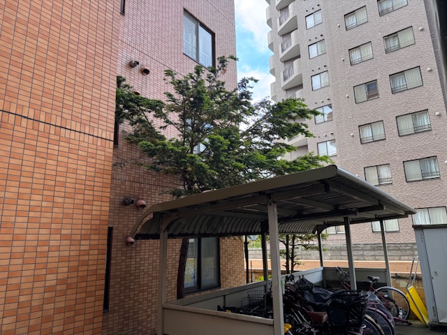 伐採前⑤