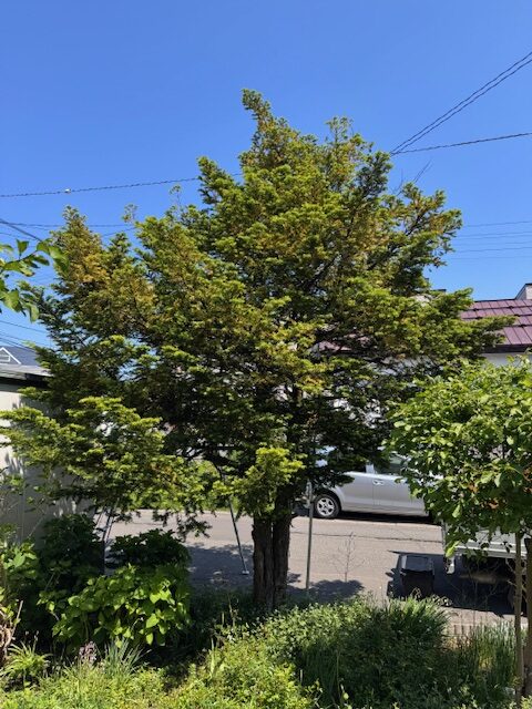 剪定前 イチイ