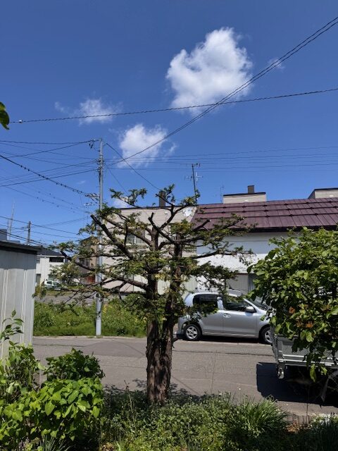 剪定後 イチイ