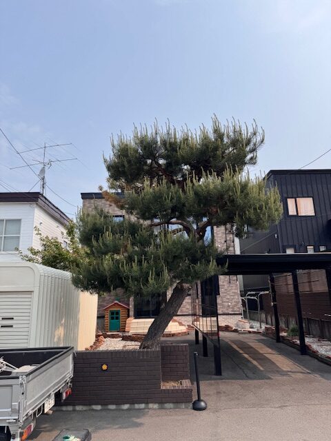 剪定前　ヨーロッパ赤松