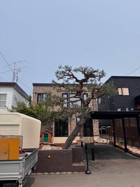 剪定後　ヨーロッパ赤松
