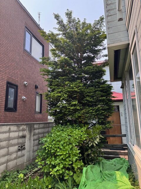 伐採前　イチイ
