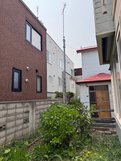 伐採後　イチイ