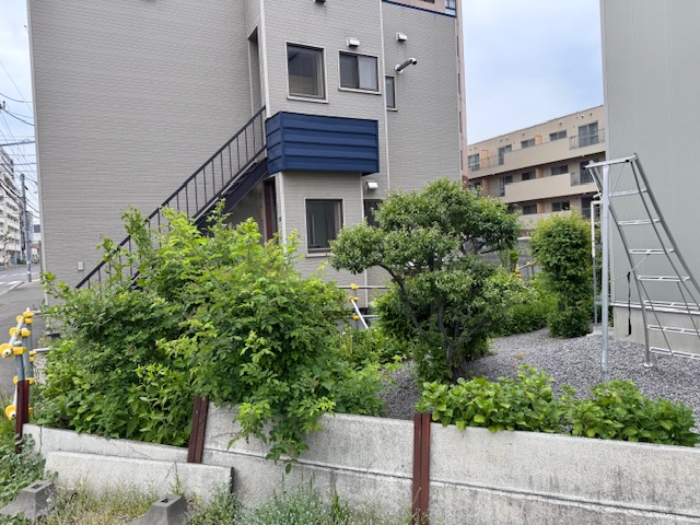剪定作業前