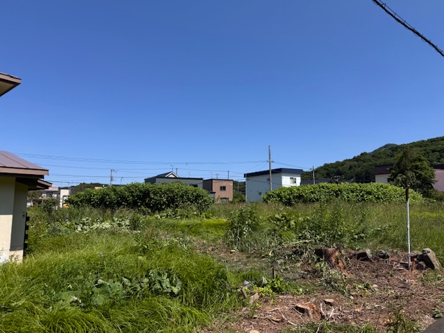伐採後 イチイなど