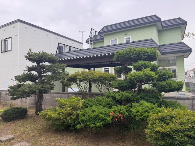剪定前 五葉松・イチイ