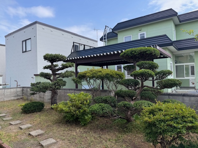 剪定後 五葉松・イチイ