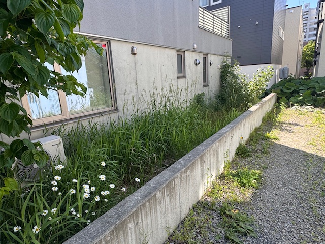 草刈り前