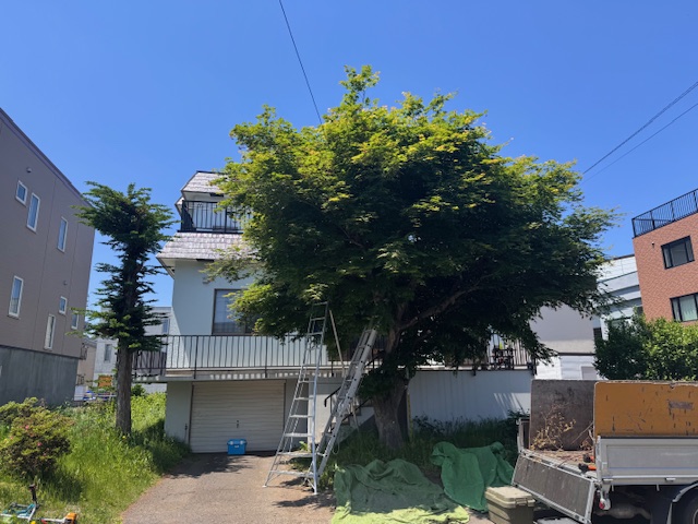 作業前　もみじ強剪定など