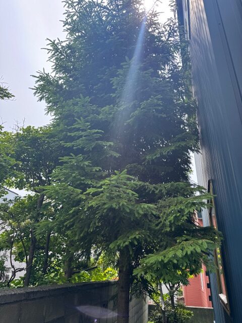 伐採前 トウヒ