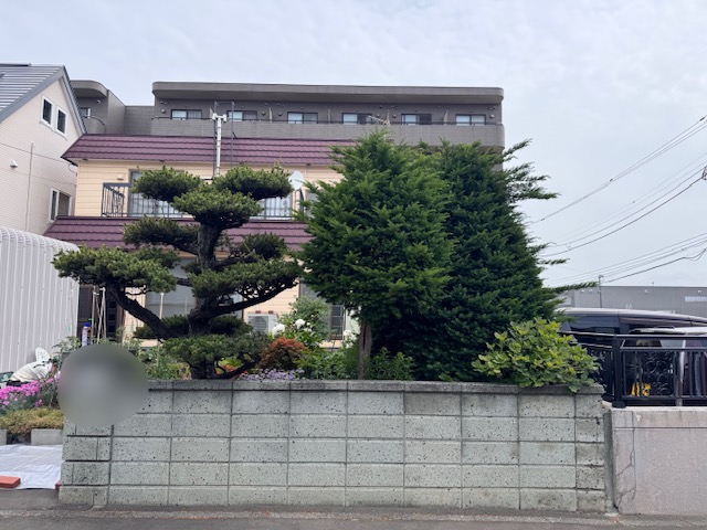 剪定前　五葉松・イチイ