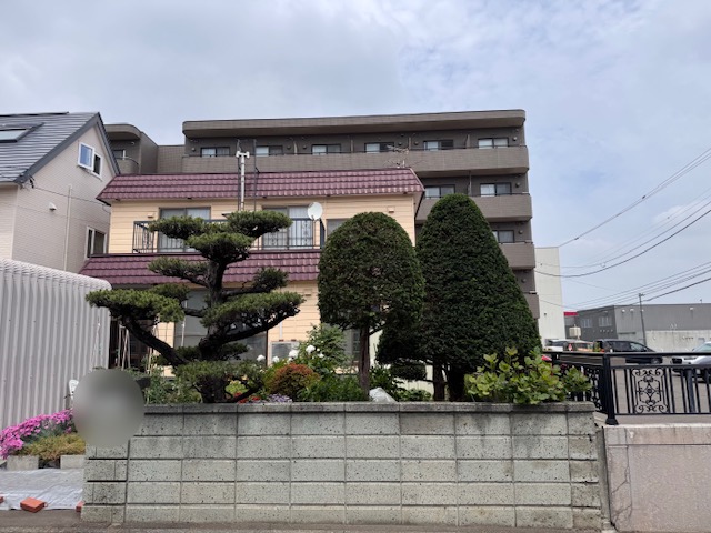 剪定後　五葉松・イチイ
