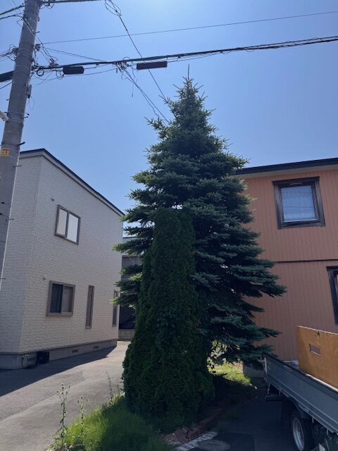 伐採前 コニファー①、プンゲンストウヒ