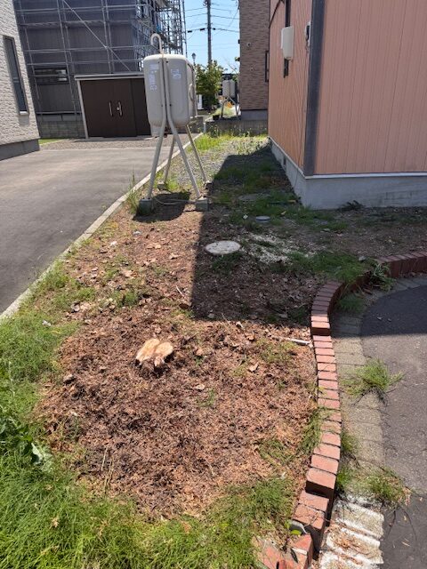 伐採後 コニファー①、プンゲンストウヒ