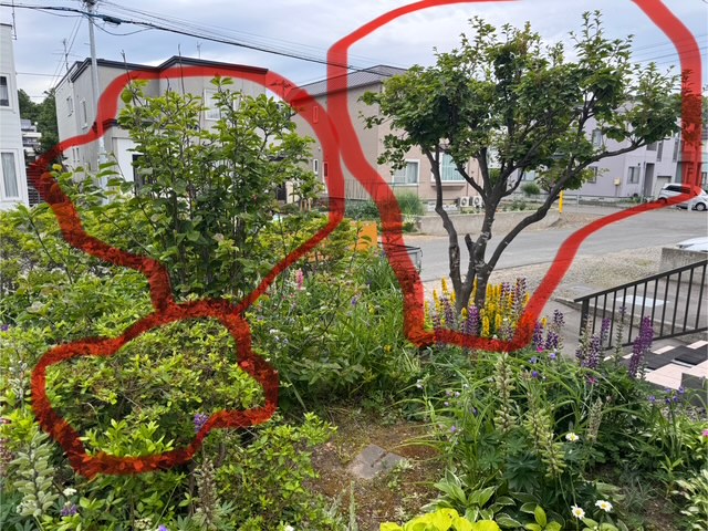 伐採前 低木類