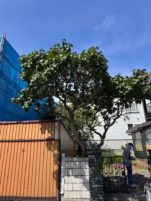ライラック 一部伐採前