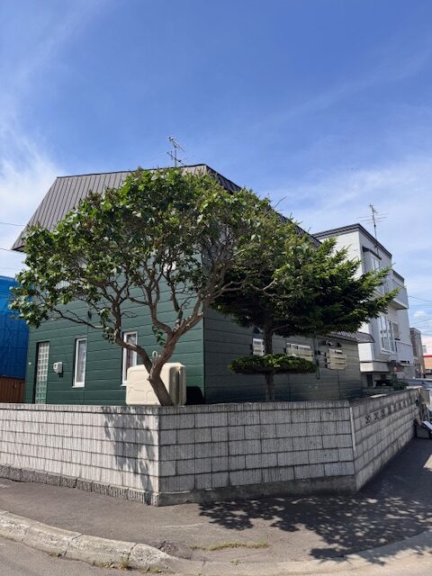 ライラック伐採・エゾマツ芯止め 前