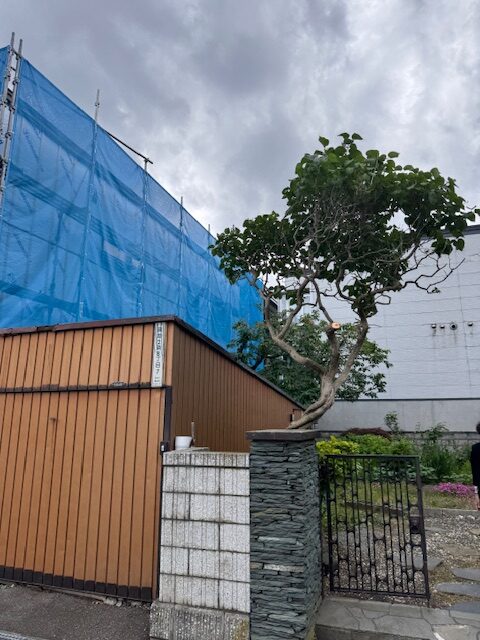 ライラック 一部伐採後