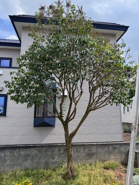 剪定前 ライラック