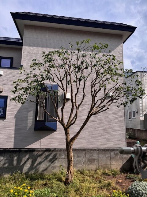剪定後 ライラック