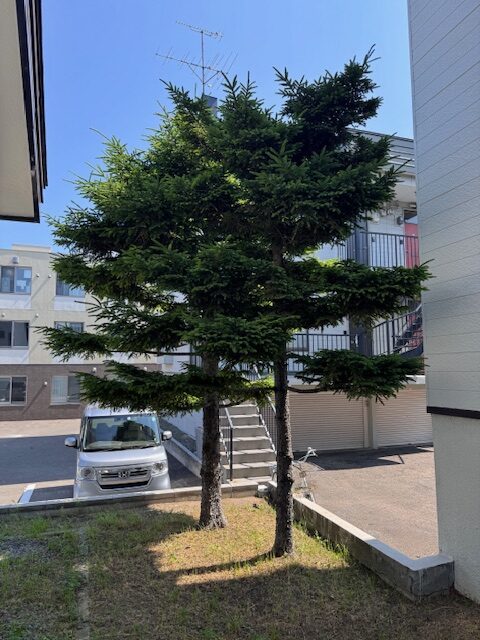 剪定前　エゾマツ