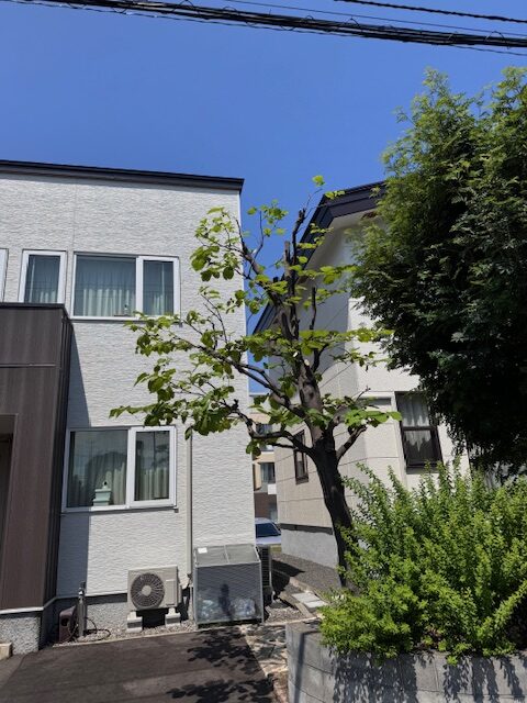 剪定後　ハクウンボク