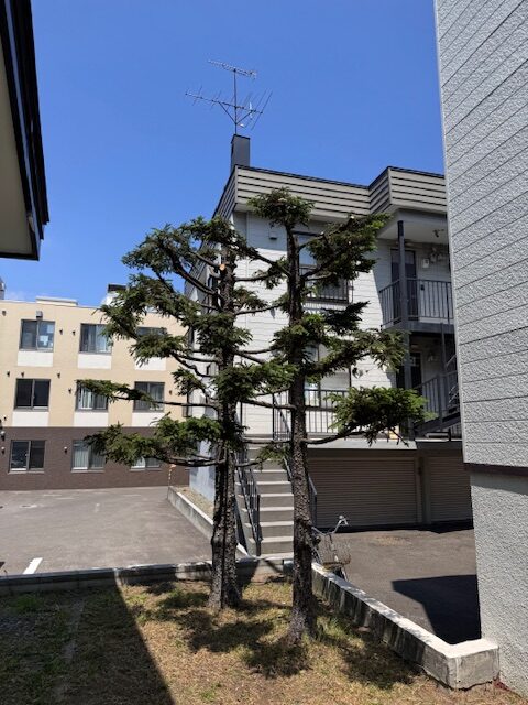 剪定後　エゾマツ