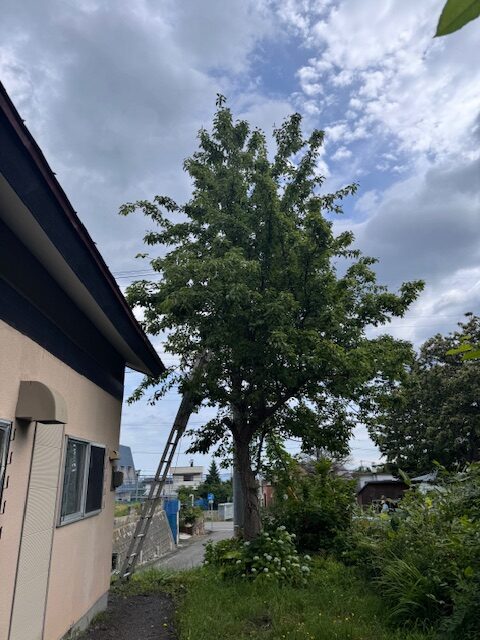 伐採前 梨