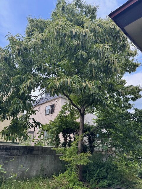 伐採前　栗１０ｍ