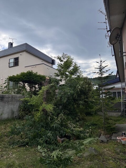 伐採途中　栗１０ｍ