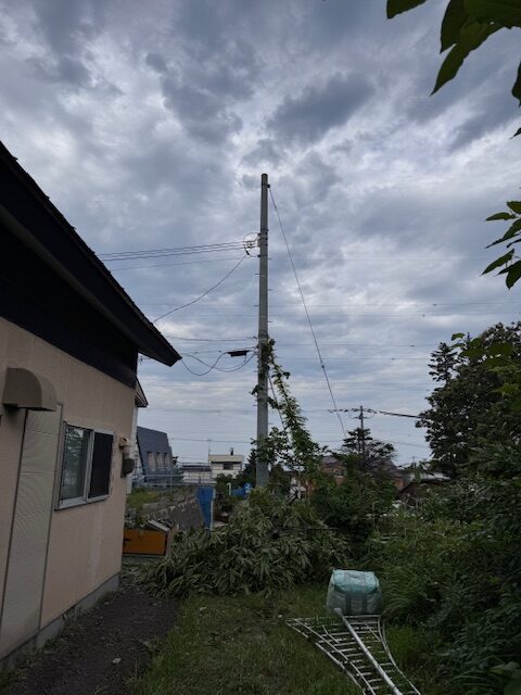 伐採後 梨