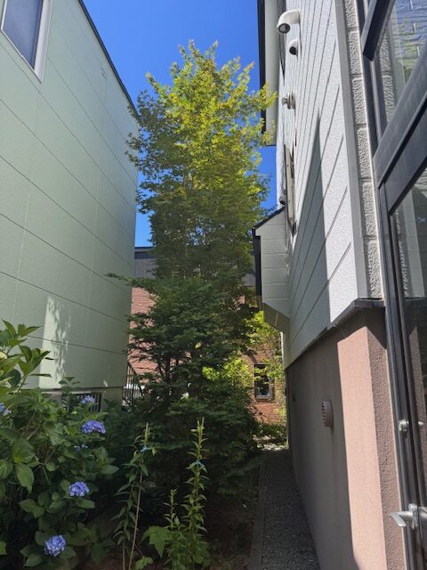 剪定前 カエデ