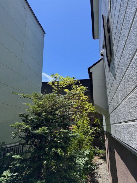 剪定後 カエデ