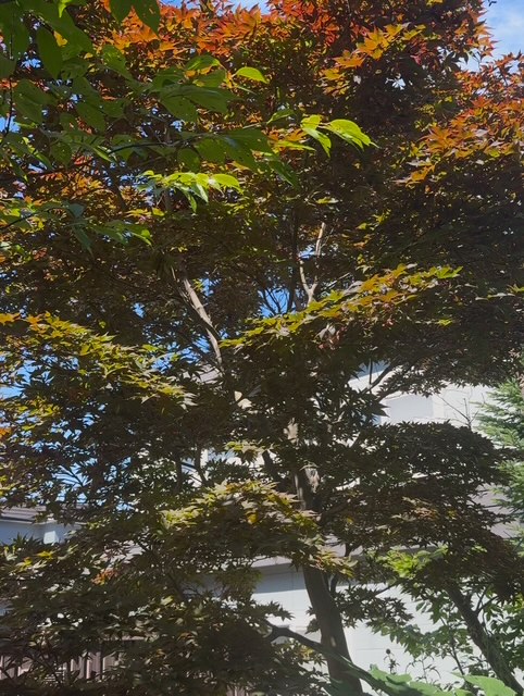 剪定前 野村モミジ