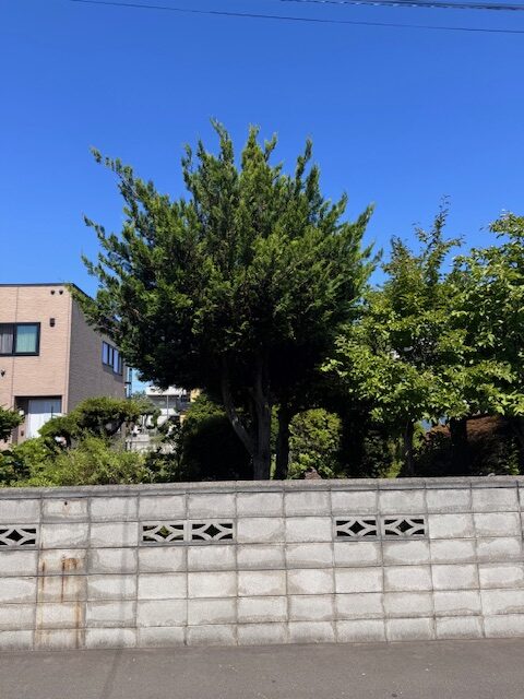 剪定前 ヒバ