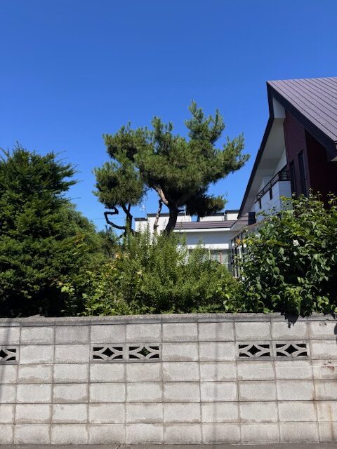 伐採前 ヨーロッパ赤松
